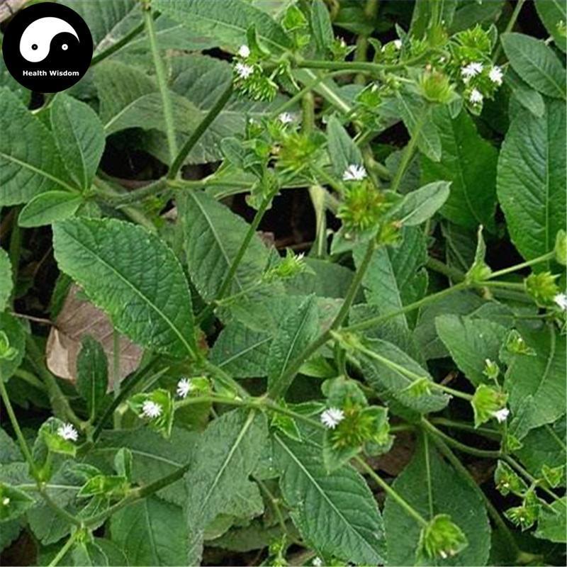 Di Dan Cao 地膽草, Herba Elephantopi, Elephantopus Herb, Di Dan Tou-Health Wisdom™