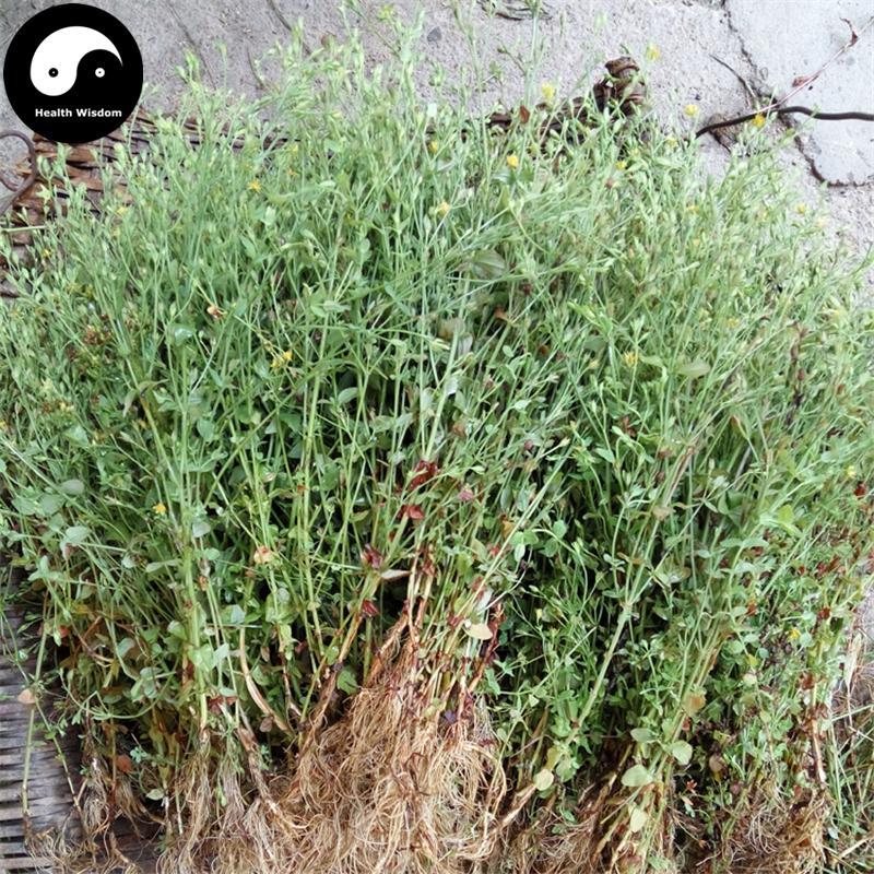 Di Er Cao 地耳草, Tian Ji Huang, Herba Hyperici Japonici, Japanese St. John'swort Herb-Health Wisdom™