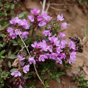 Di Jiao Ye 地椒叶, Thymus Mongolicus, Thymus Quinquecostatus, Bai Li Xiang 百里香-Health Wisdom™