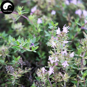 Di Jiao Ye 地椒叶, Thymus Mongolicus, Thymus Quinquecostatus, Bai Li Xiang 百里香-Health Wisdom™