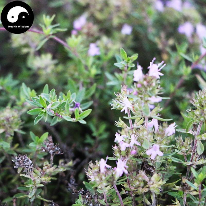 Di Jiao Ye 地椒叶, Thymus Mongolicus, Thymus Quinquecostatus, Bai Li Xiang 百里香-Health Wisdom™