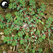 Di Jin Cao 地錦草, Humifuse Euphorbia Herb, Herba Euphorbiae Humifusae-Health Wisdom™