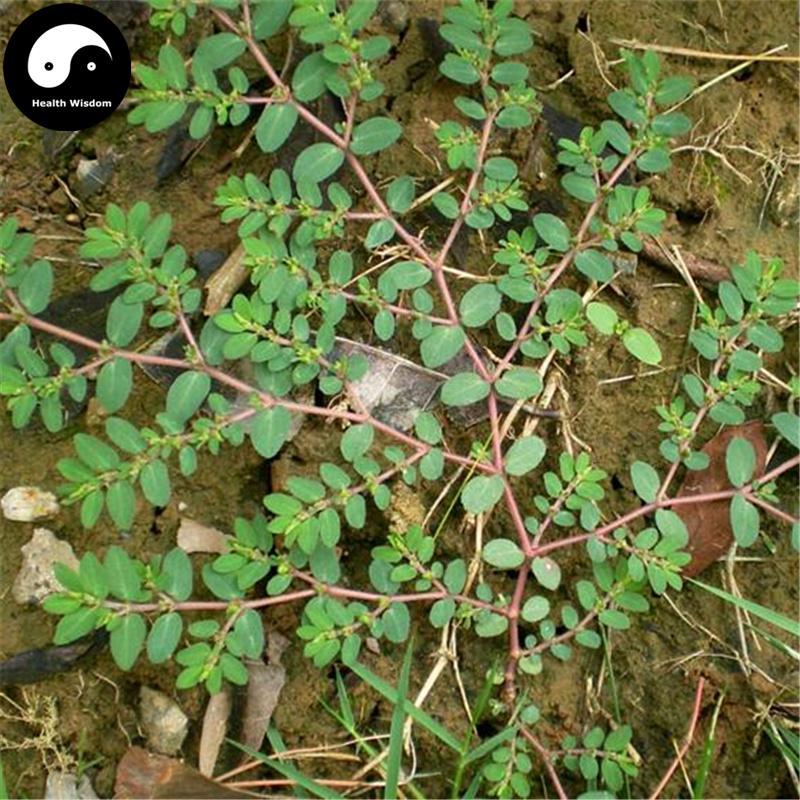 Di Jin Cao 地錦草, Humifuse Euphorbia Herb, Herba Euphorbiae Humifusae-Health Wisdom™