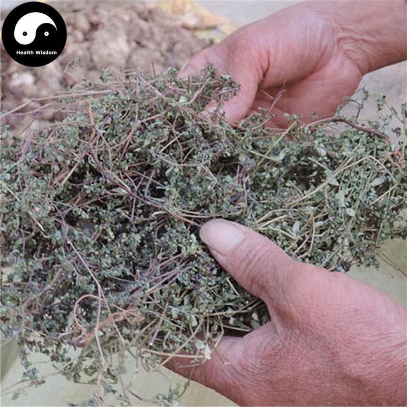 Di Jin Cao 地錦草, Humifuse Euphorbia Herb, Herba Euphorbiae Humifusae-Health Wisdom™