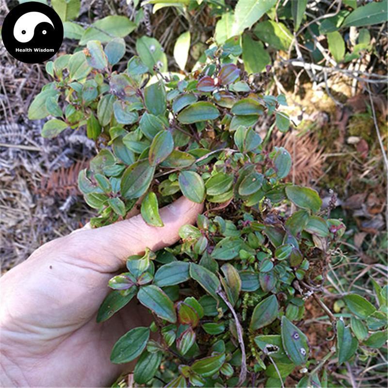Di Nie Cao 地稔草, Di Ren, Herba Melastomatis Dodecandri, Twelvestamen Melastoma Herb-Health Wisdom™