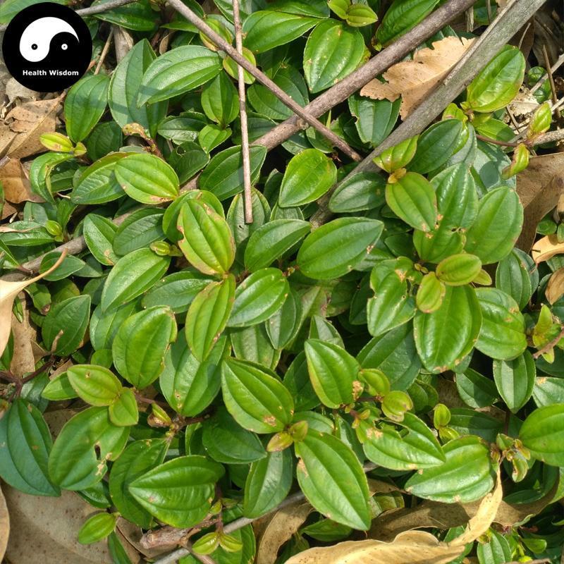 Di Nie Cao 地稔草, Di Ren, Herba Melastomatis Dodecandri, Twelvestamen Melastoma Herb-Health Wisdom™