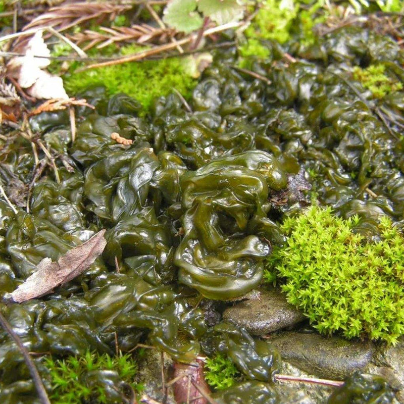 Di Pi Cai 地皮菜, Dried Nostoc Commune, Di Mu Er 地木耳-Health Wisdom™