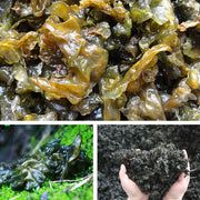 Di Pi Cai 地皮菜, Dried Nostoc Commune, Di Mu Er 地木耳-Health Wisdom™
