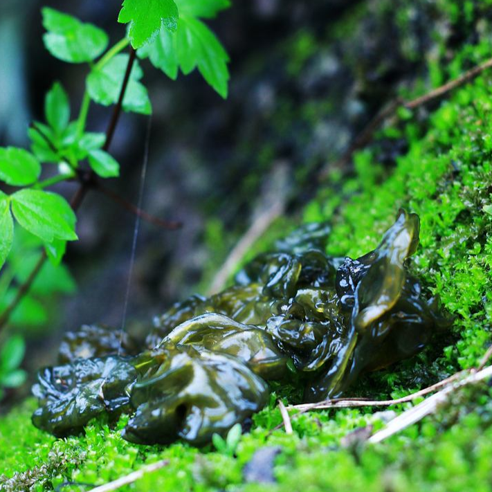 Di Pi Cai 地皮菜, Dried Nostoc Commune, Di Mu Er 地木耳-Health Wisdom™
