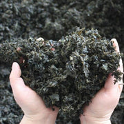 Di Pi Cai 地皮菜, Dried Nostoc Commune, Di Mu Er 地木耳-Health Wisdom™