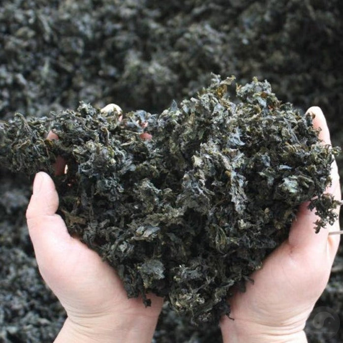 Di Pi Cai 地皮菜, Dried Nostoc Commune, Di Mu Er 地木耳-Health Wisdom™