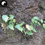Di Shui Zhu 滴水珠, Tuber Pinelliae Cordatae, Cordate Pinellia Tuber, Shi Ban Xia-Health Wisdom™