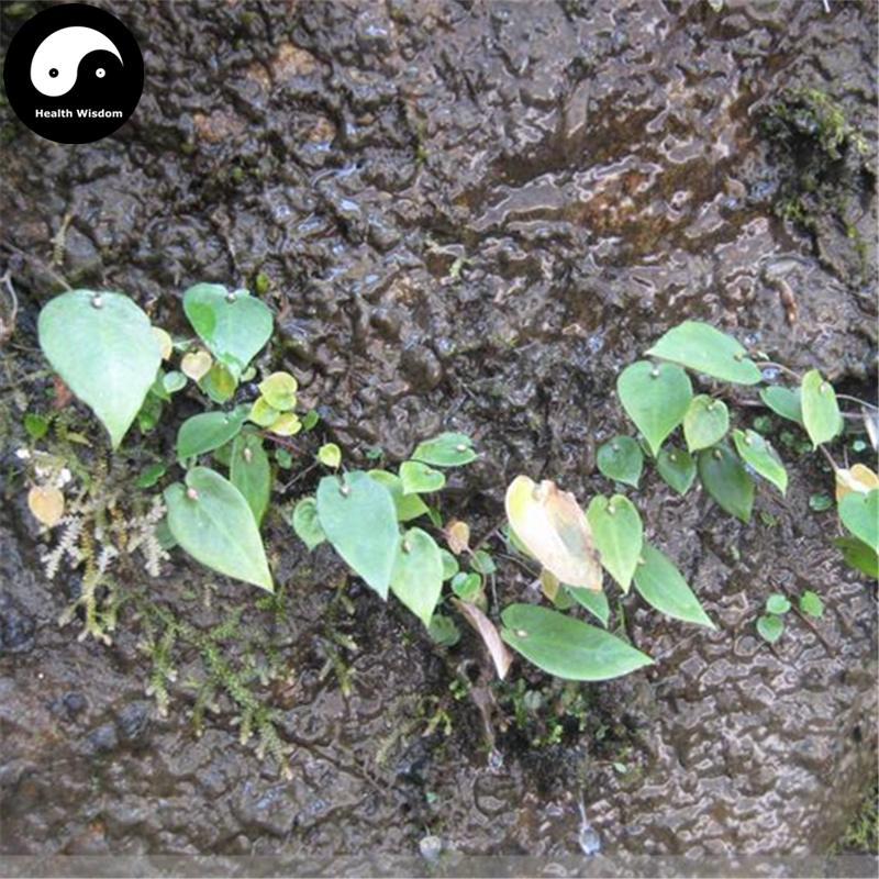 Di Shui Zhu 滴水珠, Tuber Pinelliae Cordatae, Cordate Pinellia Tuber, Shi Ban Xia-Health Wisdom™
