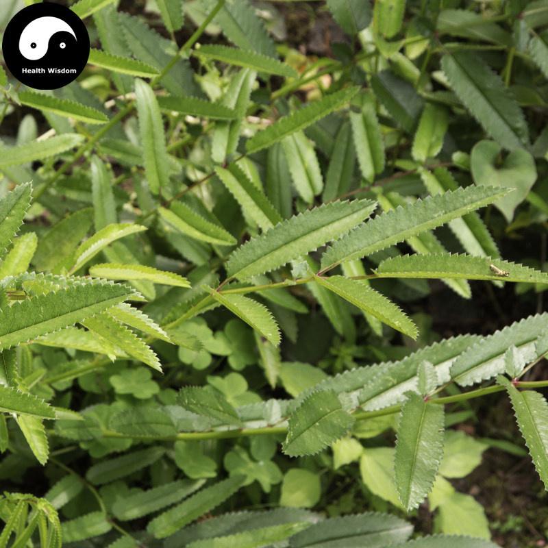 Di Yu Gen Tan 地榆根炭, Radix Sanguisorbae, Garden Burnet Root-Health Wisdom™