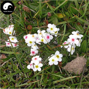 Dian Di Mei 點地梅, Umbellate Rockjasmine Herb, Herba Androsaces Umbellatae-Health Wisdom™