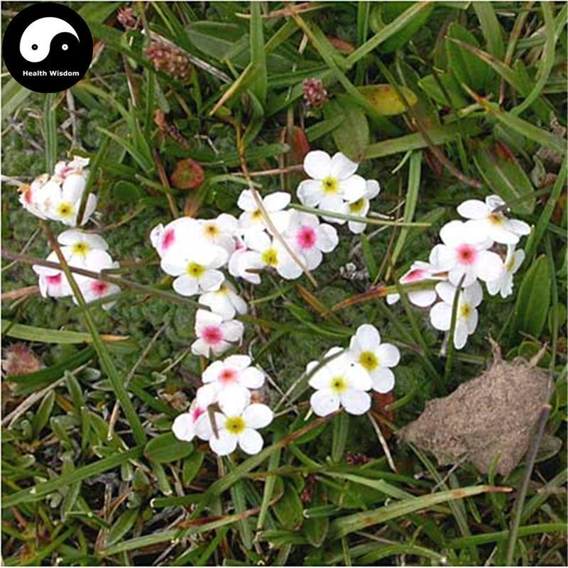 Dian Di Mei 點地梅, Umbellate Rockjasmine Herb, Herba Androsaces Umbellatae-Health Wisdom™