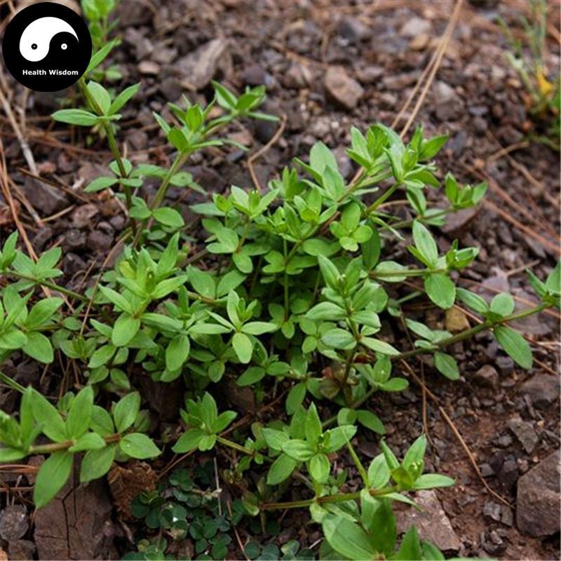 Dian Zi Shen 滇紫参, Radix Galium Elegans, Xiao Hong Shen, Xiao Hong Yao-Health Wisdom™