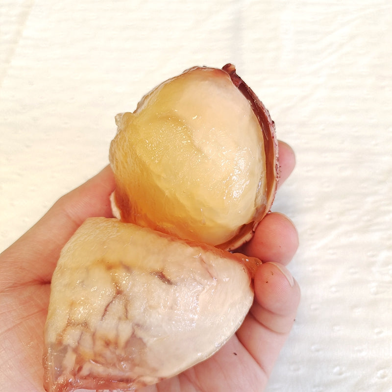 Dictyophora Eggs, Phallus Indusiatus, Stinkhorn Fungus, Bamboo Fungus, Zhu Sun Dan 竹荪蛋-Health Wisdom™