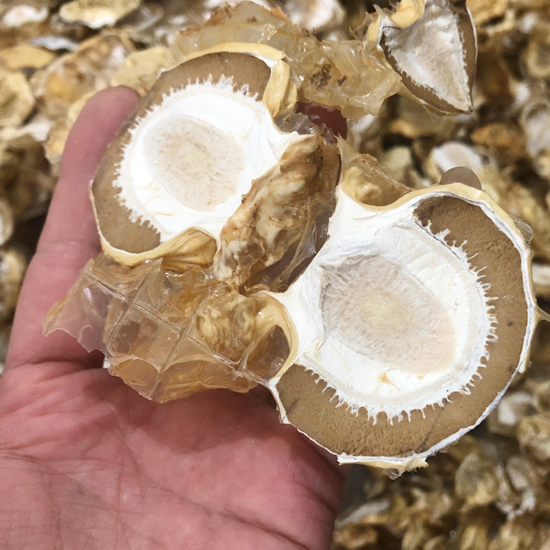 Dictyophora Eggs, Phallus Indusiatus, Stinkhorn Fungus, Bamboo Fungus, Zhu Sun Dan 竹荪蛋-Health Wisdom™