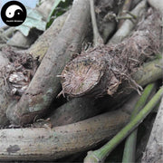 Ding Gong Teng 丁公藤, Obtuseleaf Erycibe Stem, Erycibe Obtusifolia, Ma La Zi-Health Wisdom™