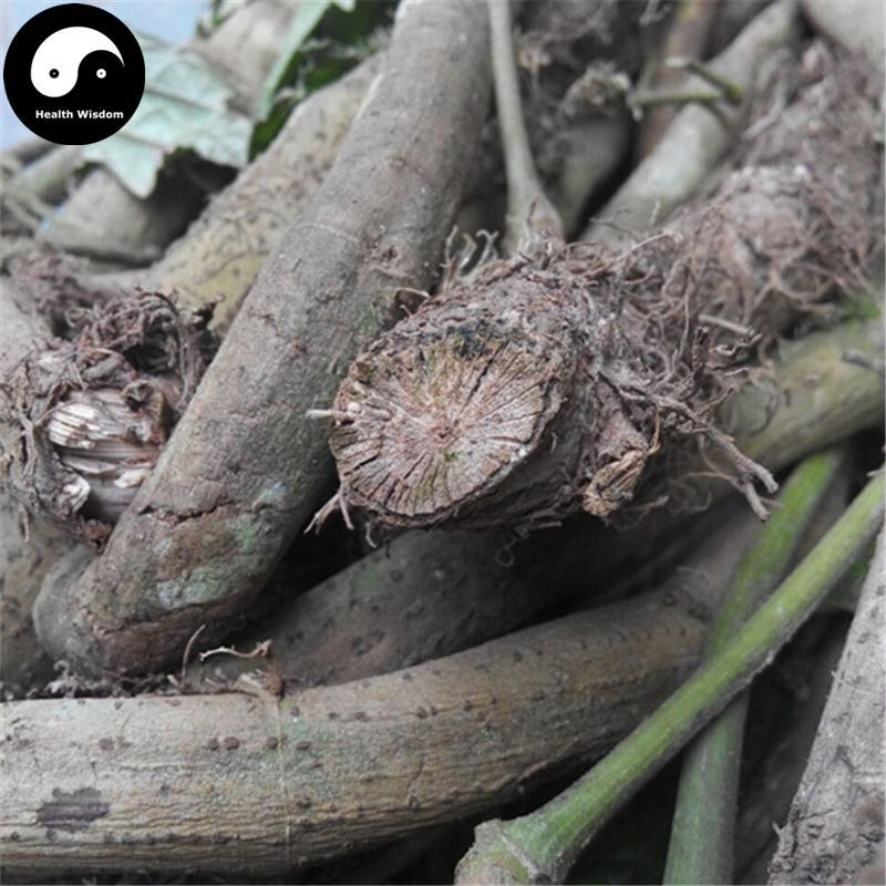 Ding Gong Teng 丁公藤, Obtuseleaf Erycibe Stem, Erycibe Obtusifolia, Ma La Zi-Health Wisdom™