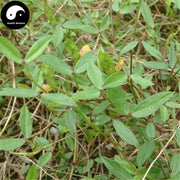 Ding Gui Cao 丁葵草, Twinleaf Zornia Herb, Herba Zorniae Diphyllae-Health Wisdom™