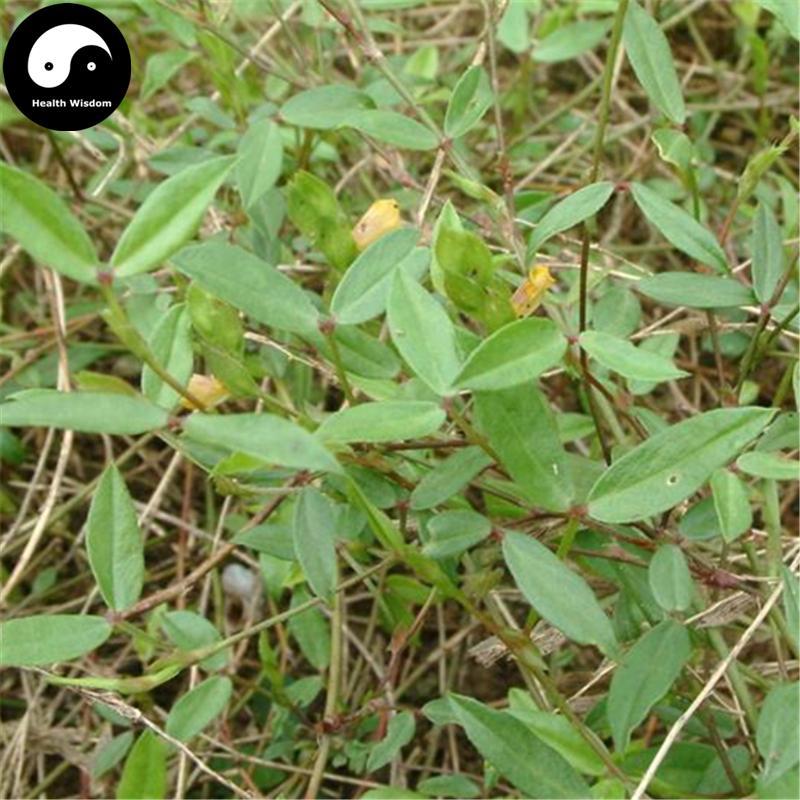 Ding Gui Cao 丁葵草, Twinleaf Zornia Herb, Herba Zorniae Diphyllae-Health Wisdom™