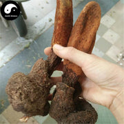 Ding Tian Zhu 顶天柱, Bu Dao Cao, Chinese Rare Wild Herba 不倒草-Health Wisdom™