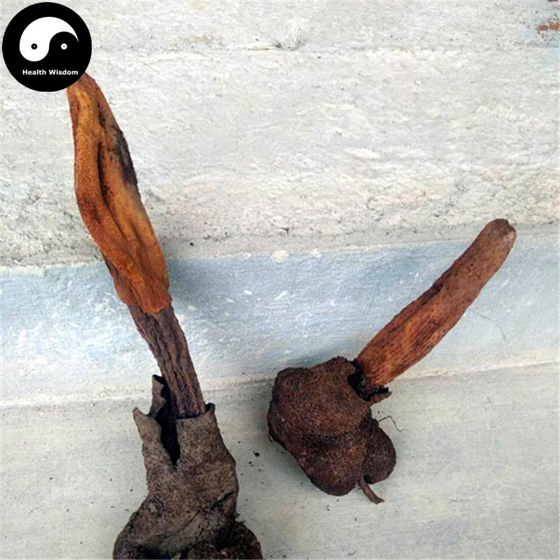 Ding Tian Zhu 顶天柱, Bu Dao Cao, Chinese Rare Wild Herba 不倒草-Health Wisdom™