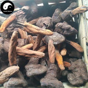 Ding Tian Zhu 顶天柱, Bu Dao Cao, Chinese Rare Wild Herba 不倒草-Health Wisdom™