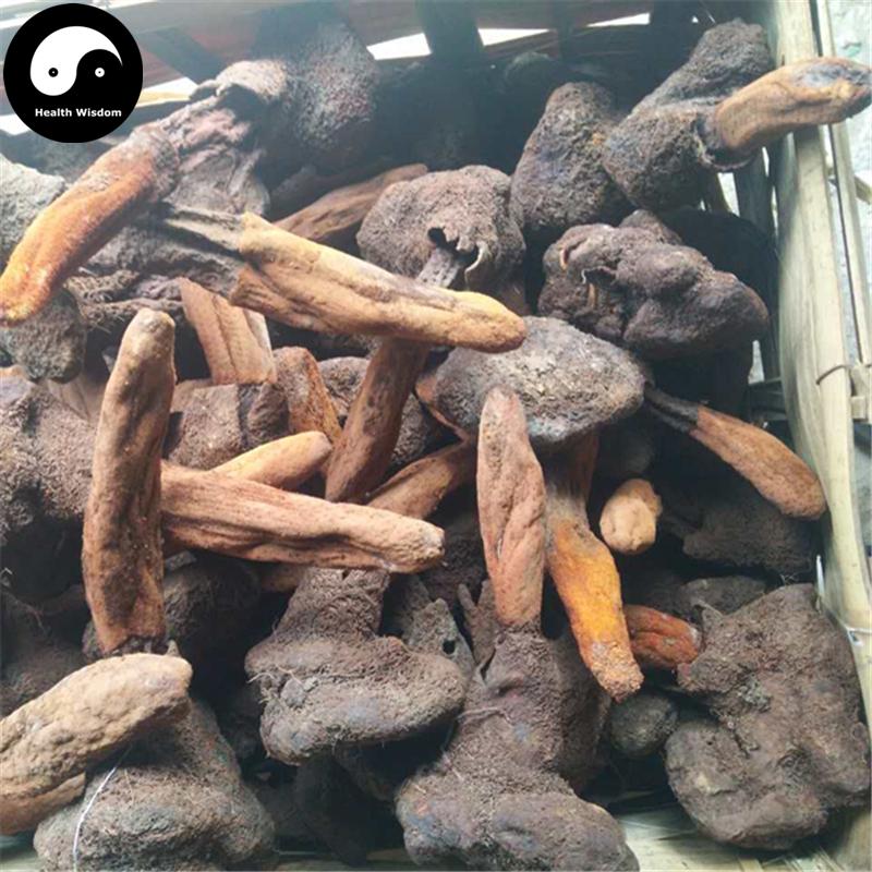 Ding Tian Zhu 顶天柱, Bu Dao Cao, Chinese Rare Wild Herba 不倒草-Health Wisdom™