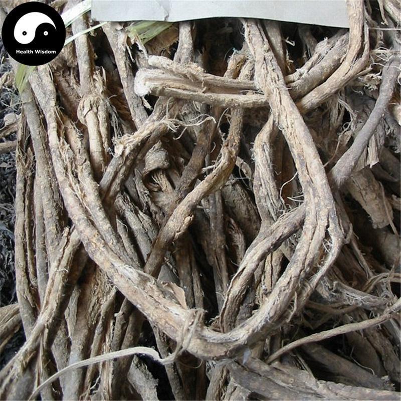 Diu Le Bang 丢了棒, Radix Claoxylon Indicum, Zhui Feng Gen, Chan Yi Teng-Health Wisdom™