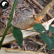 Diu Le Bang 丢了棒, Radix Claoxylon Indicum, Zhui Feng Gen, Chan Yi Teng-Health Wisdom™