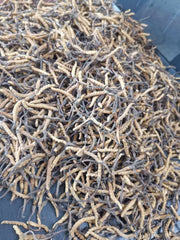 Dong Chong Xia Cao 冬虫夏草 Cordyceps Sinensis, Yartsa Gumbu, Caterpillar Fungus-Health Wisdom™