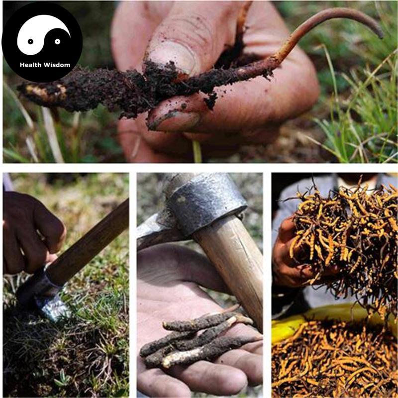 Dong Chong Xia Cao 冬虫夏草 Cordyceps Sinensis, Yartsa Gumbu, Caterpillar Fungus-Health Wisdom™