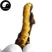 Dong Chong Xia Cao 冬虫夏草 Cordyceps Sinensis, Yartsa Gumbu, Caterpillar Fungus-Health Wisdom™