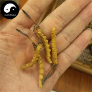 Dong Chong Xia Cao 冬虫夏草 Cordyceps Sinensis, Yartsa Gumbu, Caterpillar Fungus-Health Wisdom™