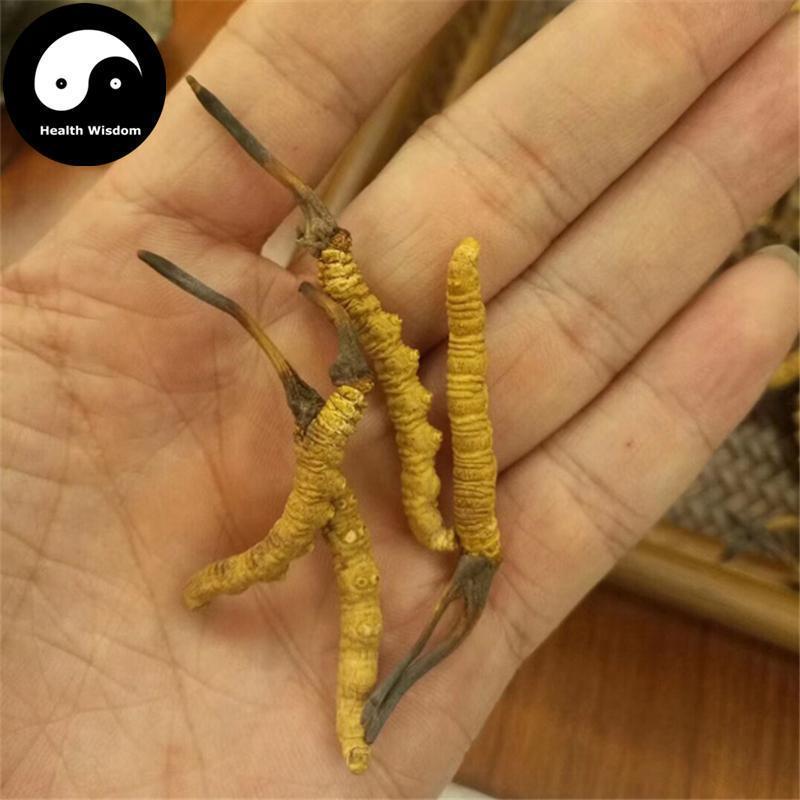 Dong Chong Xia Cao 冬虫夏草 Cordyceps Sinensis, Yartsa Gumbu, Caterpillar Fungus-Health Wisdom™