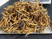 Dong Chong Xia Cao 冬虫夏草 Cordyceps Sinensis, Yartsa Gumbu, Caterpillar Fungus-Health Wisdom™