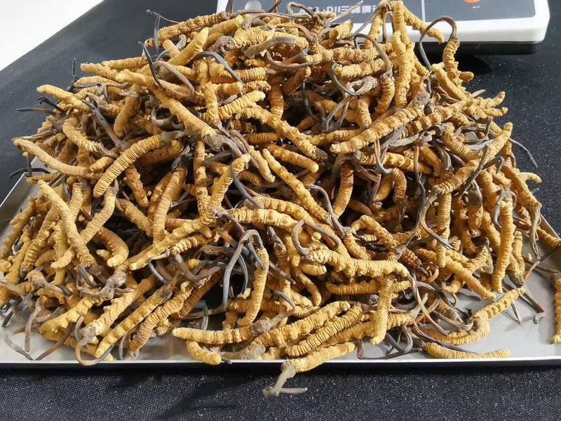 Dong Chong Xia Cao 冬虫夏草 Cordyceps Sinensis, Yartsa Gumbu, Caterpillar Fungus-Health Wisdom™