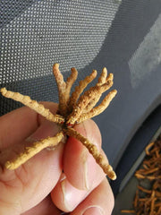 Dong Chong Xia Cao 冬虫夏草 Cordyceps Sinensis, Yartsa Gumbu, Caterpillar Fungus-Health Wisdom™