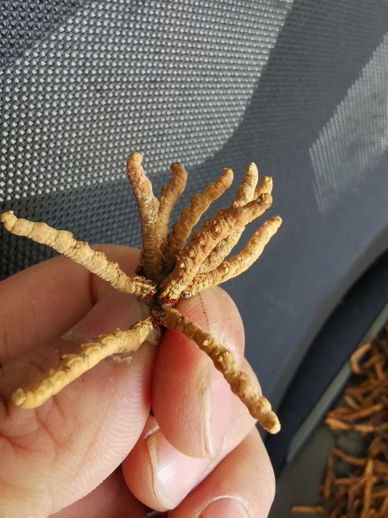 Dong Chong Xia Cao 冬虫夏草 Cordyceps Sinensis, Yartsa Gumbu, Caterpillar Fungus-Health Wisdom™