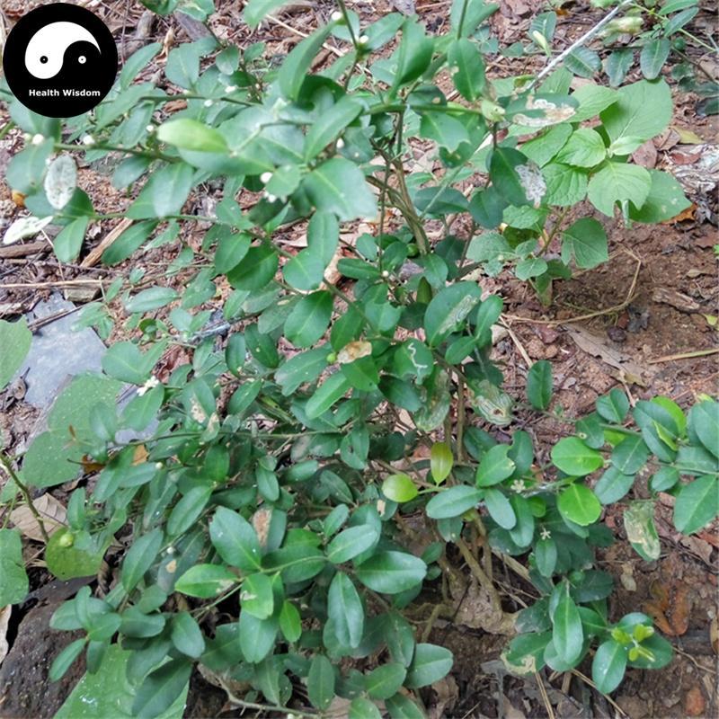 Dong Feng Ju 东风橘, Atalantia Buxifolia Root-Health Wisdom™