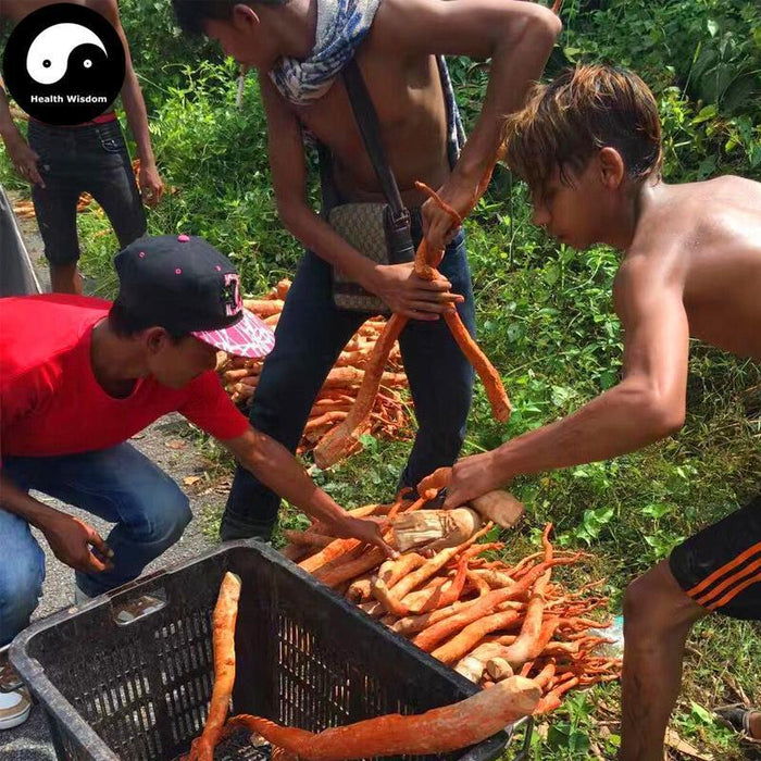 Dong Ge A Li 东革阿里, Tongkat Ali Root, Radix Eurycoma Longifolia, Pasak Bumi-Health Wisdom™