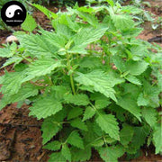 Dong Ling Cao 冬淩草, Herba Rabdosiae Tea Bags, Rabdosia Rubescens Herb, Isodon rubescens-Health Wisdom™