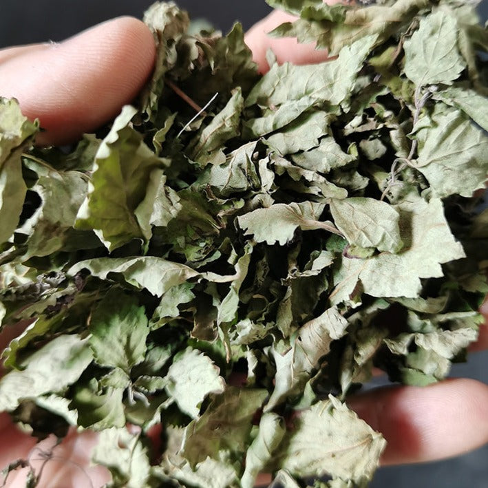 Dong Ling Cao 冬淩草, Herba Tea Rabdosiae Leaf, Rabdosia Rubescens Herb, Isodon rubescens-Health Wisdom™
