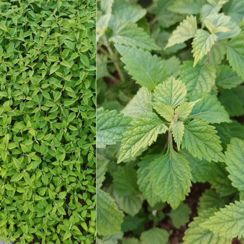Dong Ling Cao 冬淩草, Herba Tea Rabdosiae Leaf, Rabdosia Rubescens Herb, Isodon rubescens-Health Wisdom™