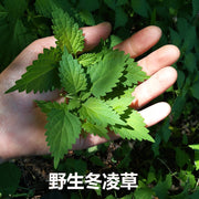Dong Ling Cao 冬淩草, Herba Tea Rabdosiae Leaf, Rabdosia Rubescens Herb, Isodon rubescens-Health Wisdom™