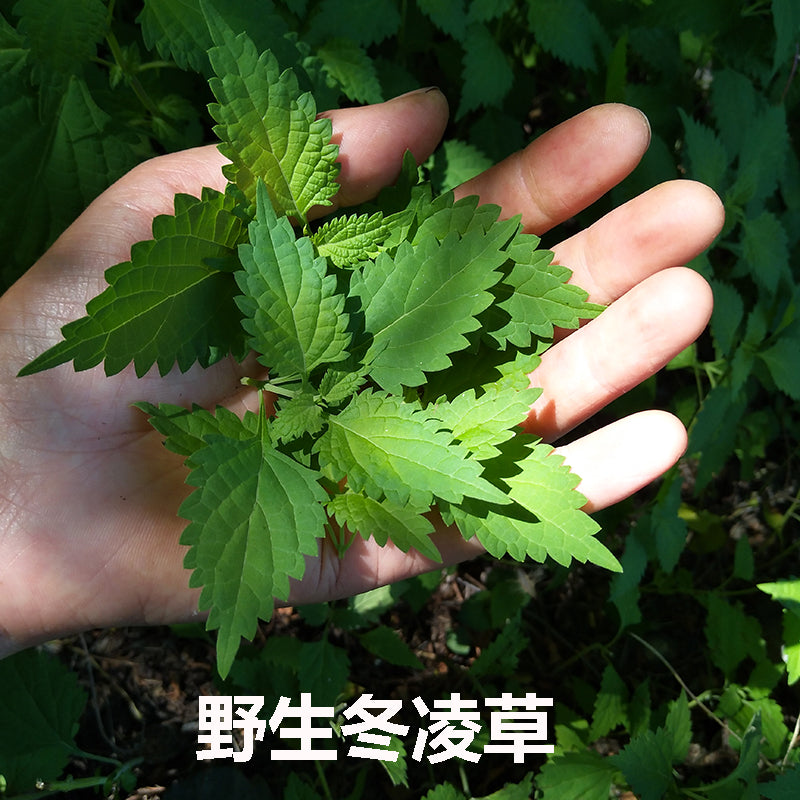 Dong Ling Cao 冬淩草, Herba Tea Rabdosiae Leaf, Rabdosia Rubescens Herb, Isodon rubescens-Health Wisdom™