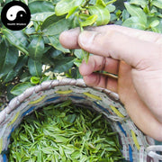 Dong Ting Bi Luo Chun 洞庭碧螺春 Green Tea Mount Dong Ting Spring Snail Shell-Health Wisdom™